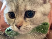 British shorthair melezi