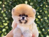 Portakal Gibi Dişi Pomeranian Boo