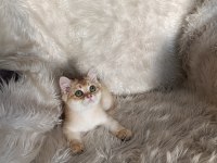 British shorthair golden oğlumuz