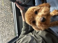 9 Aylık Toy Poodle