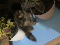 Exotic shorthair / scottish fold