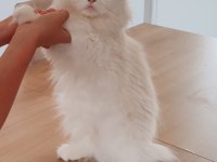 British longhair dişi İzmir