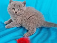 Scottish fold yavrular sahibinden