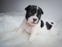 French Bulldog yavrularımız