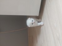 25 günlük yavru sahiplendirilecek british shorthair