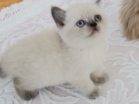 British shorthair yavrularımız teslime hazır hale gelmiştir