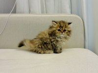 British Longhair 2 Aylık