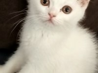 Cana yakın sakin british shorthair çocuğum