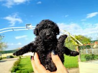 ZEYTİN GİBİ SİYAH POODLE YAVRULARIMIZ