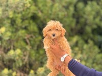Maltipoo Köpeklerimiz