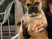 French bulldog