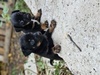 Pinscher minyatür sıfır boy
