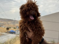 Tea cup 7 aylık dişi kore poodle 1.850 gr 
