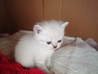 Scottish fold yavruları