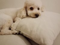 2021 doğumlu toy poodle