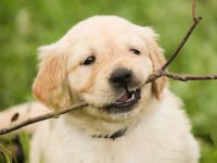 Ruhsatlı köpek çifliğinden golden yavrular a scrli