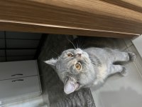 British shorthair 2,5 yaşında