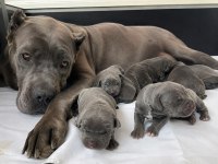 Dev Cane Corso Yavrular