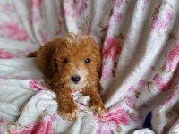 Toy poodle