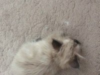 Kirpik yuvanıza neşe katacak chinchilla