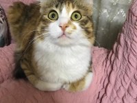 KEDİMİZE YENİ YUVA ARIYORUZ (SAHİPLENDİRME)