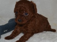 Tea Cup Dark Red Poodle Yavrular