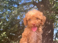 Maltipoo Yavrular Adrese Gönderim ve Kapıda Ödeme Vardır