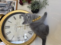 British Shorthair Safkan yavru