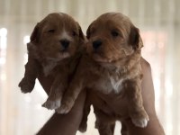 Kilo Garantili Ev Ortamındaki maltipoo Yavrularım