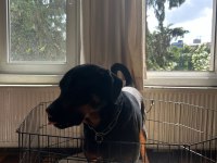 Safkan Eğitimli Rottweiler