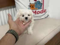Ultra kalite tea cup kore kan maltese yavrumuz