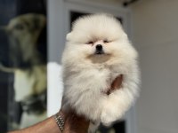 Petmode köpek çiftliğinden tea cup pomeranian