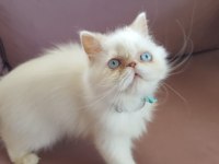En Yakışıklı İran Kedisi Benim