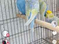 Rainbow Muhabbet Kuşu