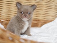 Birbirinden Güzel Safkan Chihuahua Yavrularımız