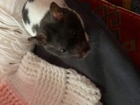 Gonzales / Suriye Hamster