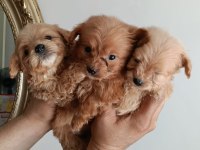 Teacup Maltipoo Yavrular