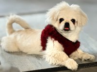 Eğitimli pekinez köpeği