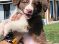 Birinci Sınıf Safkan Border Collie Yavruları