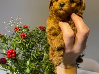 Dişi koyu renk poodle