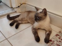 1.5 Yaşında anne siyam
