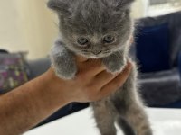 Minik Patilere Yuva British Shorthair (Dişi)