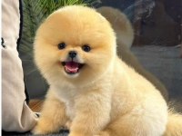 Adrese teslim A kalite Pomeranian Boo yavrularımız