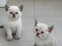 Birbirinden Güzel British Shorthair Bebeklerimiz