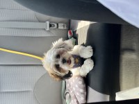 5 Aylık Shih Tzu