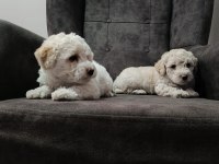 Maltipoo yavru köpeğimiz