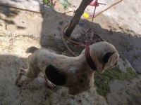 Dişili erkekli french Bulldog 1.5 yaşlarında