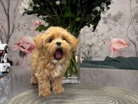Maltipoo Bebeklerimiz