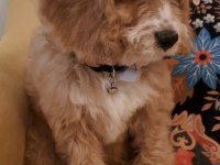 Sevimli maltipoo yavrusu yuva arıyor