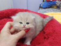 Golden chinchilla rengi şecereli anne babadan